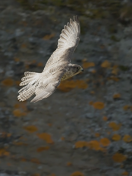 Tunturihaukka, Gyr Falcon, Falco rusticolus
